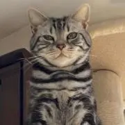 kompseabassの画像