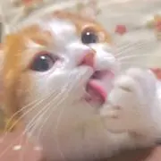 もちきなこの画像