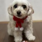 emaの画像
