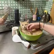ゆうたちゃむの画像