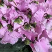 りんごの画像