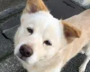 ティロリン