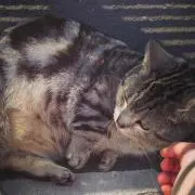 ねこの画像