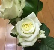 春よこい