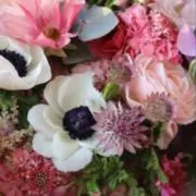 ドレミの画像