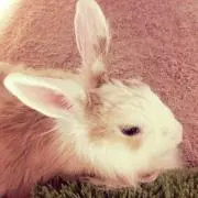 あめ☆こ