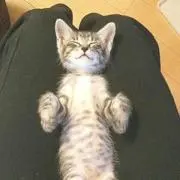 MJの画像