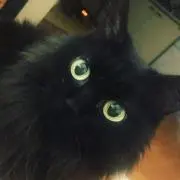 Mariの画像