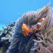 グアンメイの画像