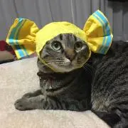 ねこママ♡の画像