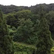 しば