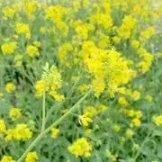 ☘ぶたまる☘  ⚠️プロフ読んで下さい