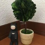 Lillyの画像