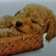 にこちゃんの画像