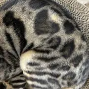 レジ袋はいりません　プロフ読んでねの画像