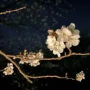 まっちゃちゃの画像