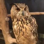 koshoooの画像