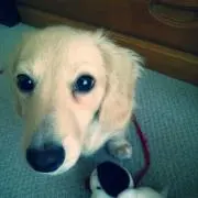 らぷたー