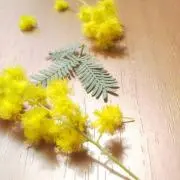 あずの画像
