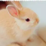 うさぎちゃん
