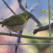 めじろんの画像