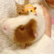 くまの画像