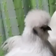 うこちゃん