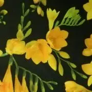 とわの画像