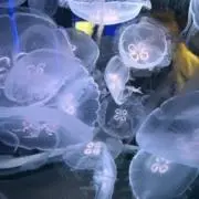 ちびたの画像