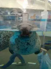 tanooの画像