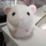 よっちゃんの画像