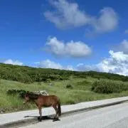 たーの画像