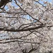 古い物はコメントお願いします。の画像