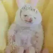 翌日発送☆mochiの画像