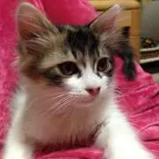 なな