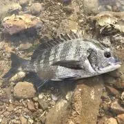 オマルの画像