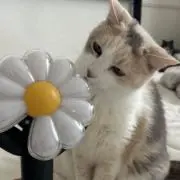 みーの画像