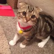 まめこ
