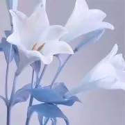 あーもんどの画像