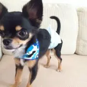 ゆみこの画像