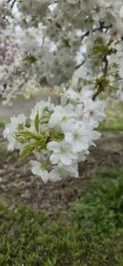 まるそらの画像