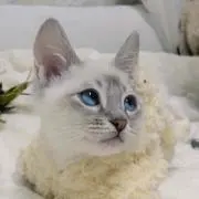 ゆい