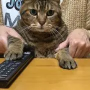 デン