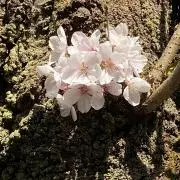 miawの画像