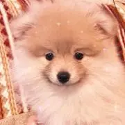 どらちゃんの画像