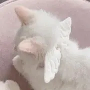 ねこの画像