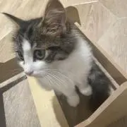 りの画像