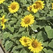 きらりんの画像