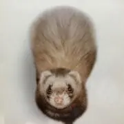 GENMAI
