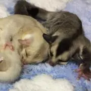 モモン